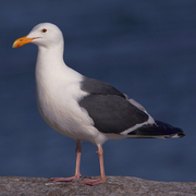 Adult breeding. Note: dark gray mantle, darker primary tips, and pink legs.